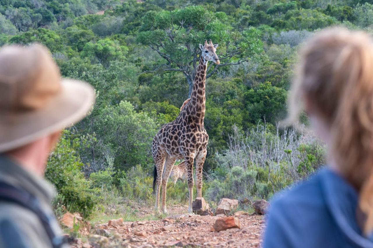 Addo Elephant Safari Lodge - Bellevue Forest Reserve Paterson Exterior foto
